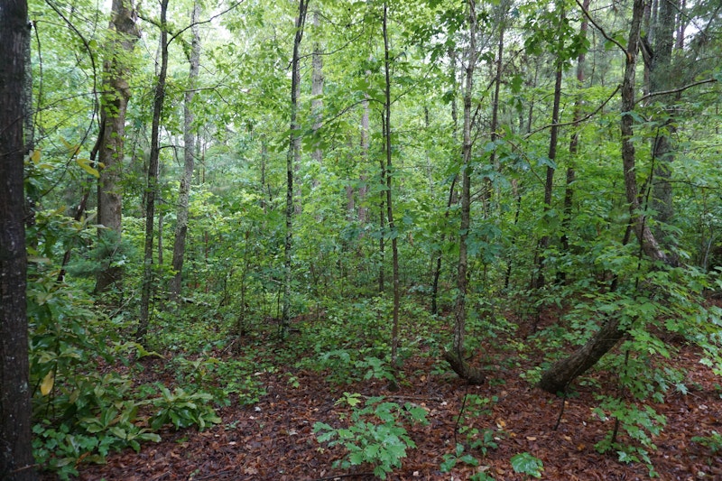 9.5Ac Land for Sale Rock Cut Rd Smyrna SC Rock Cut Road, Smyrna SC