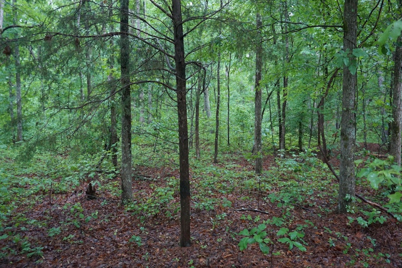 7Ac Rock Cut Rd Smyrna SC Land for Sale 7 +/1 ac Rock Cut Road, Smyrna SC