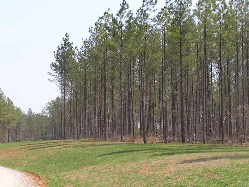 5 +/ Acres on Parsons Rd, McConnells, SC 5 AC Parson Rd, McConnells SC
